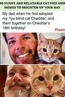 Image result for Most Hilarious Relatable Cats