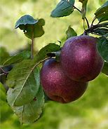 Image result for Black Apple Tree