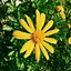 Image result for Daisy Flower Desktop Background Aesthetic