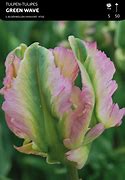 Image result for Tulipa Green Wave
