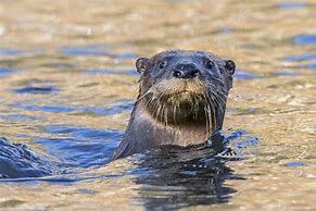 Image result for River Otter Swimming