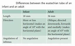 Image result for Eustachian Tube Adult versus Child