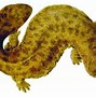 Image result for Japanese Giant Salamander Big