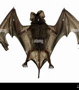 Image result for Bat with Open Wings