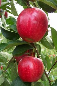 Image result for Exotic Apple's
