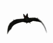 Image result for Anatomy of a Bat