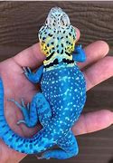 Image result for Blue Collared Lizard