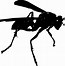 Image result for Cartoon Insect Wings