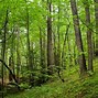 Image result for Forest Biomass