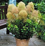 Image result for Cotinus coggygria Young Lady
