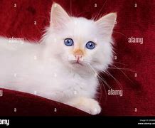 Image result for Red Kittens