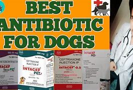 Image result for Dog Antibiotics