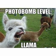 Image result for Funniest Llama Memes