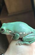 Image result for White Tree Frog Cute