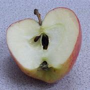 Image result for Half-Eaten Apple Rotten