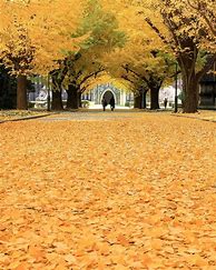 Image result for Tokyo University Autum