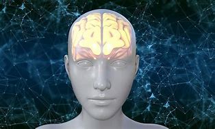 Image result for Human Brain Cartoon