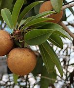 Image result for chicozapote