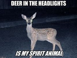 Image result for Deer in Headlights Funny Memes
