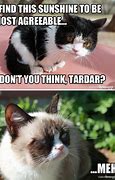 Image result for Grumpy Cat Memes Pictures That Is a Circle