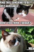 Image result for Grumpy Cat Thank You Meme