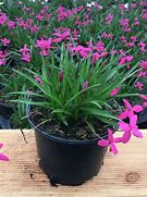 Image result for Rhodohypoxis milloides