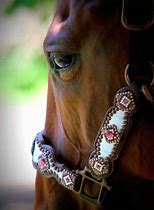 Image result for Decorative Horse Tack