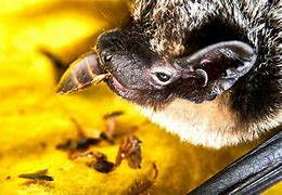 Image result for What Do Bats Eat