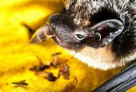 Image result for Bumblebee Bat Food