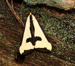 Image result for Moth Folded Wings