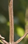 Image result for Pycnanthemum muticum
