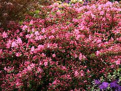 Rhododendron (AJ) Mad. van Hecke എന്നതിനുള്ള ഇമേജ് ഫലം