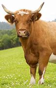 Image result for Norway Cattle