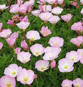 Image result for Oenothera Siskiyou