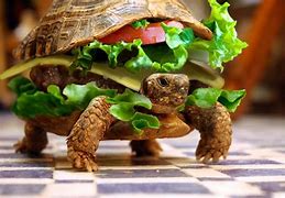 Image result for Funny Animal Wallpaper Company