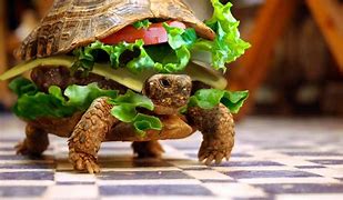 Image result for Funny Animal Wallpaper