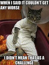 Image result for Funny Sick Kitty Meme