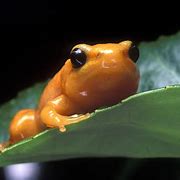 Image result for Mantella Frog