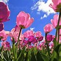 Image result for Dark Pink Tulips Wallpaper