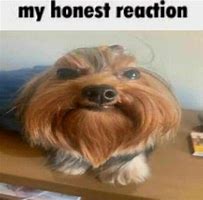 Image result for Funny Honest Memes