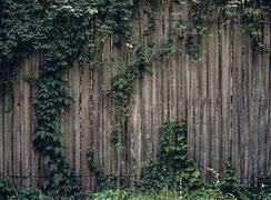 Image result for Vine-Covered Fence