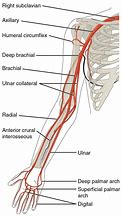 Image result for Arm Arteries Diagram