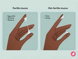 Image result for Clear Watery Cervical Mucus