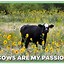 Image result for Cow Company Meme
