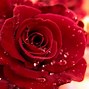 Image result for Roj Rose