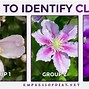 Image result for Cutting Back Clematis