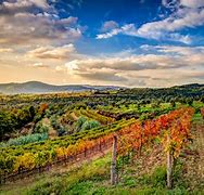 Image result for Istria Vineyards