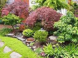 Image result for Japanese Maple Garden Design