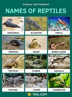 Image result for List of All Reptiles