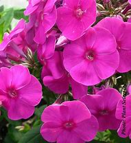 Image result for Phlox paniculata Famous Light Purple